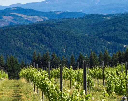 vineyard insurance in Oregan