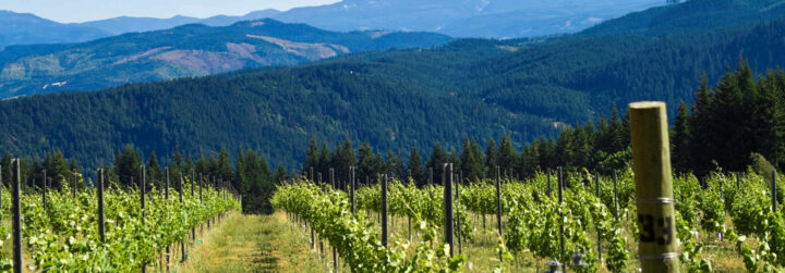 vineyard insurance in Oregan