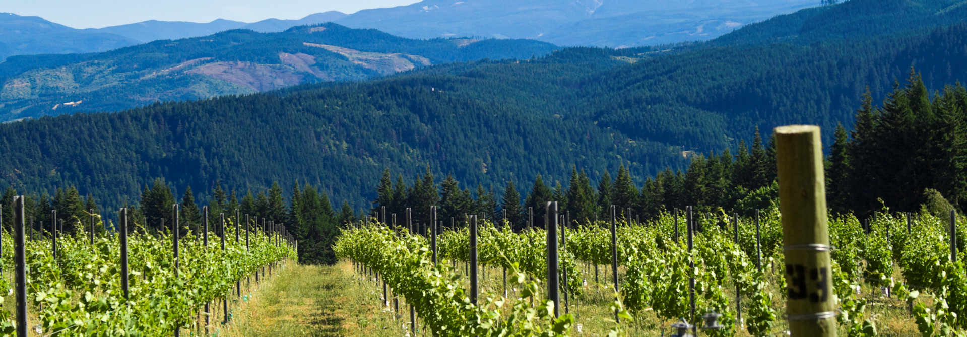 vineyard insurance in Oregan